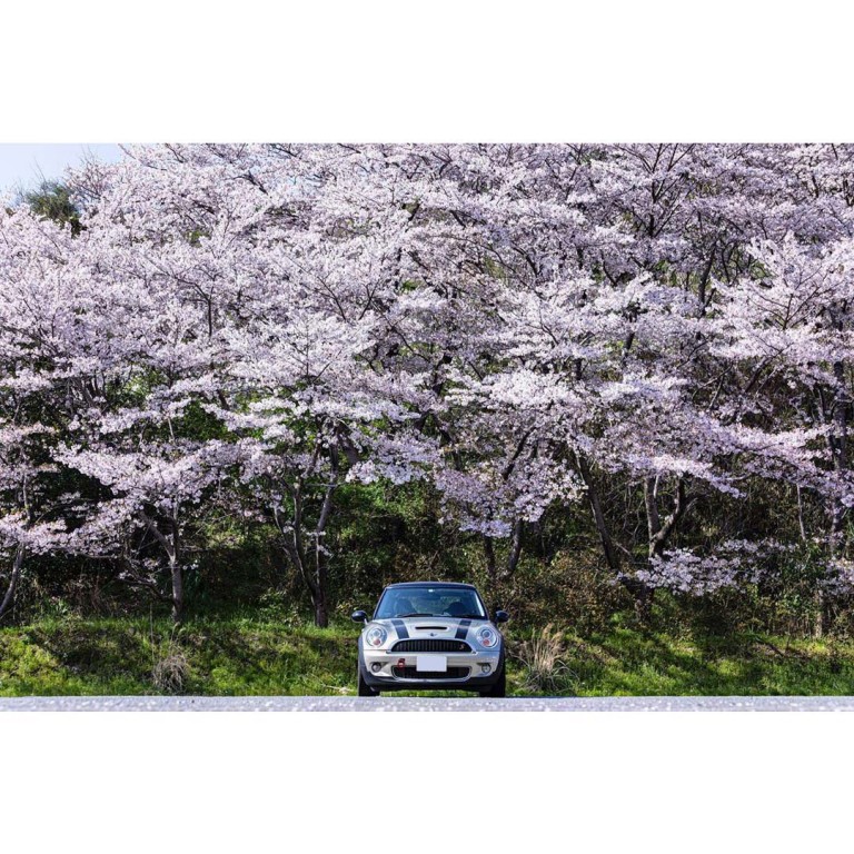 ryohei0092さんの作品, 桜の木の下のMINI