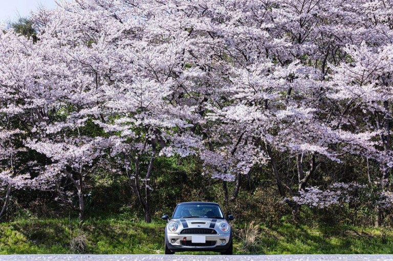 ryohei0092さんの作品, 桜の木の下のMINI​